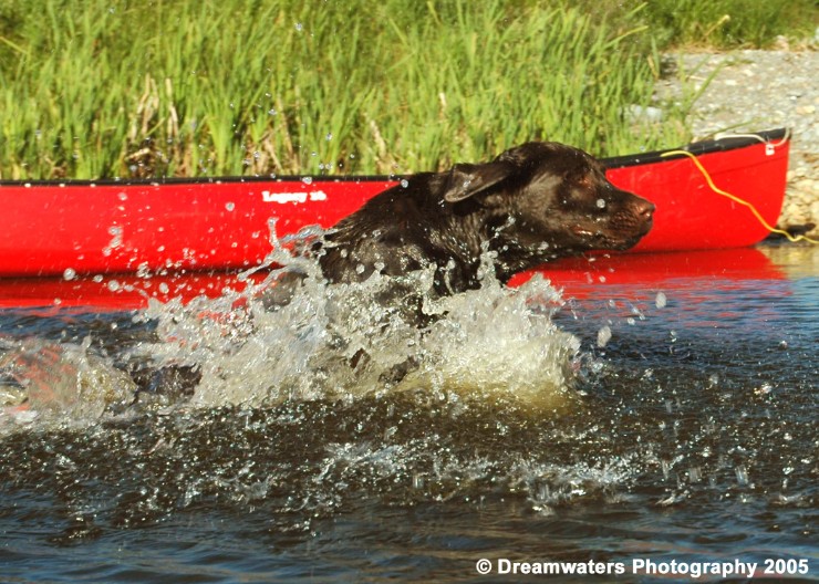 beauBo Retrieving 1.jpg